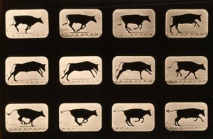 ブル、ランニング、「Animal Locomotion」シリーズ、1881年頃から不規則 作： Eadweard Muybridge